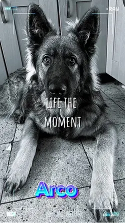 Hund love 