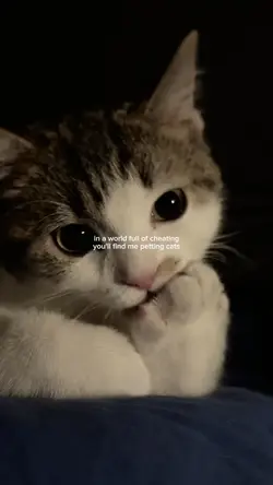 petting cats
