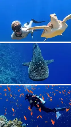 Sea animals