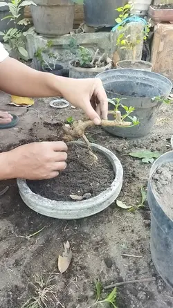 bonsai