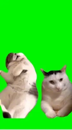 Cat meme