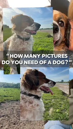 How many pictures? 