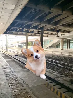댕댕이호 지하철이 왔습니다🐶🚇