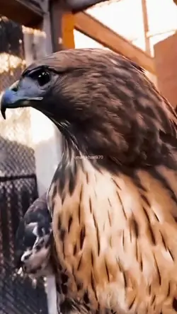احنا الصقر