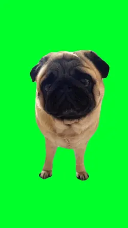 Cute dog meme