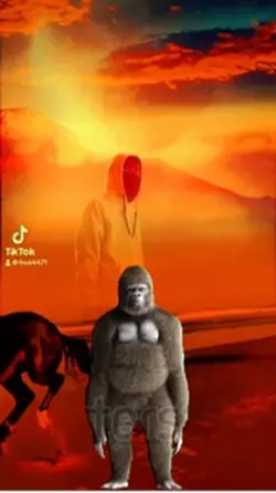 Gorilla 