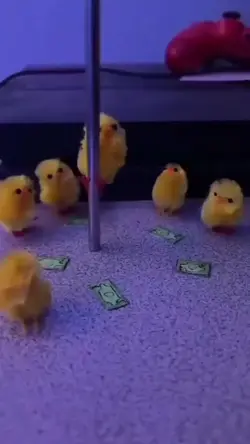 Funny chicken meme 