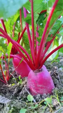 Natural vegetable 
