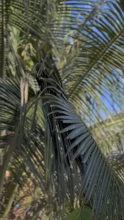 Cinematic Vidrado