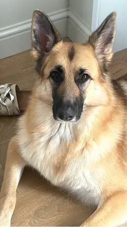 Paging puppy!