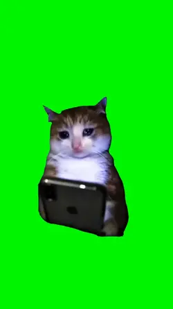 sad cat