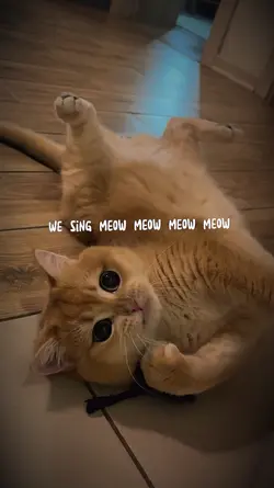 My Kitten
