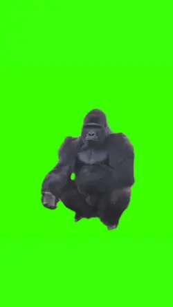 gorilla meme