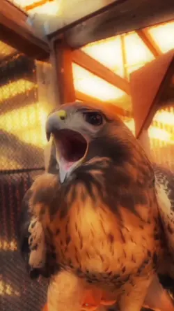 monaster eagle 
