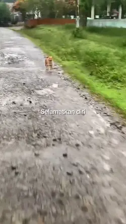 Selamatkan diri upin