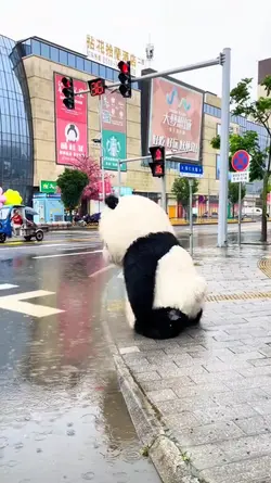 Funny panda meme