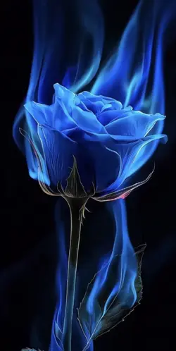 Rose bleue