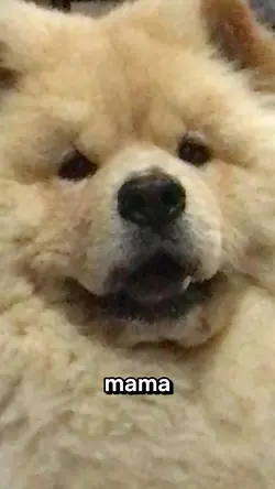 dog memes