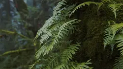 Montagem xonadao 