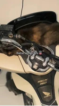 Video kucing lucu