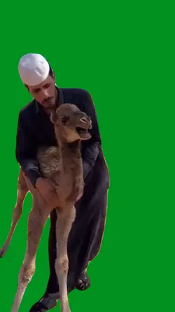 camel meme