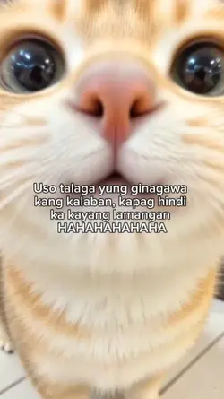 meme 