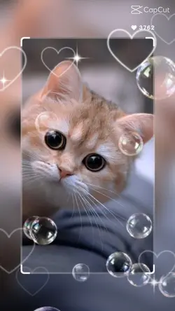 Gatos 