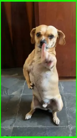AI dog dancing 