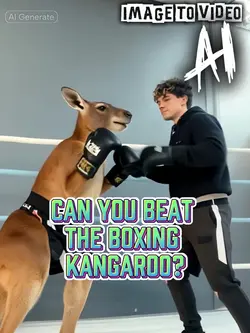 Boxing Kangaroo 