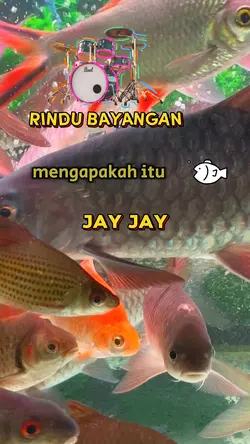 Jay jay