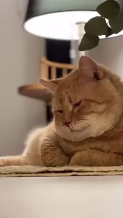 kucing keyenn