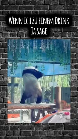 panda 