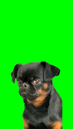 Sad dog meme