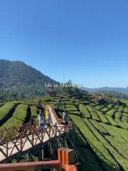 life in maret