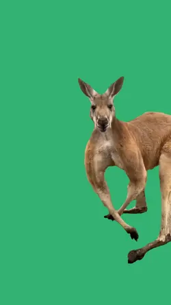 buff kangaroo 