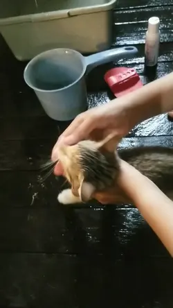 mandi 