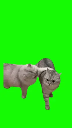 two cats