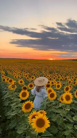 sunflowers