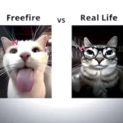 FF vs REAL LIFE