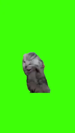 chat dramatique