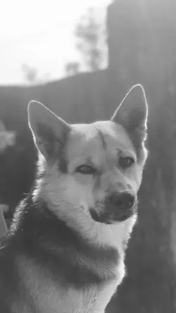 Mere kutte ko kutta 
