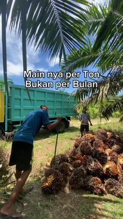 Story sawit
