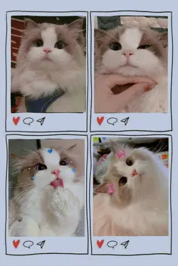 kitty