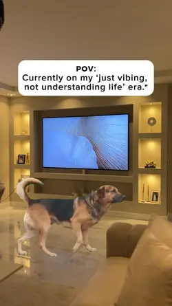 Dog dance memes