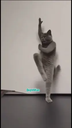 kucing silat