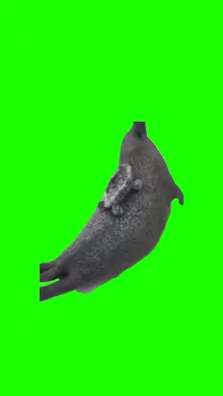 Seal meme