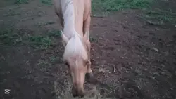 all my ponys