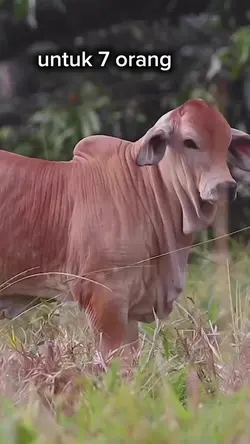 untuk 7 orang untk 1