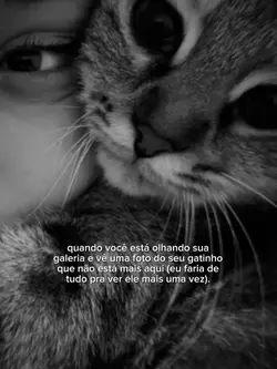 gatinho falecido 🖤