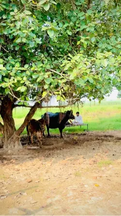 Pind life